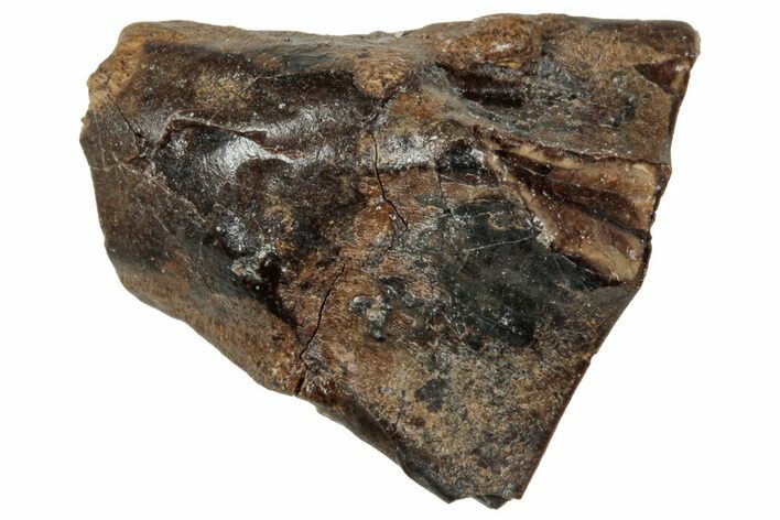 Fossil Triceratops Shed Tooth - Wyoming #358194
